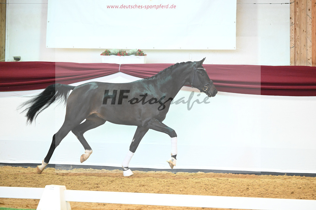 Kat-Nr. 19 v. Desperados_Reesink Horses_66220304 | hf-fotografie - Realisiert mit Pictrs.com