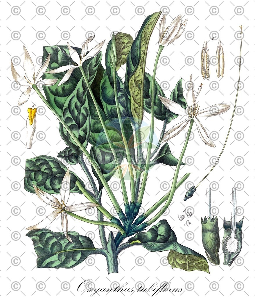 HistAbb_wfo-0000261866_1_ENZY_Simple | Historische Abbildung von Oxyanthus tubiflorus - Rubiaceae | Historical Illustration of Oxyanthus tubiflorus - Rubiaceae