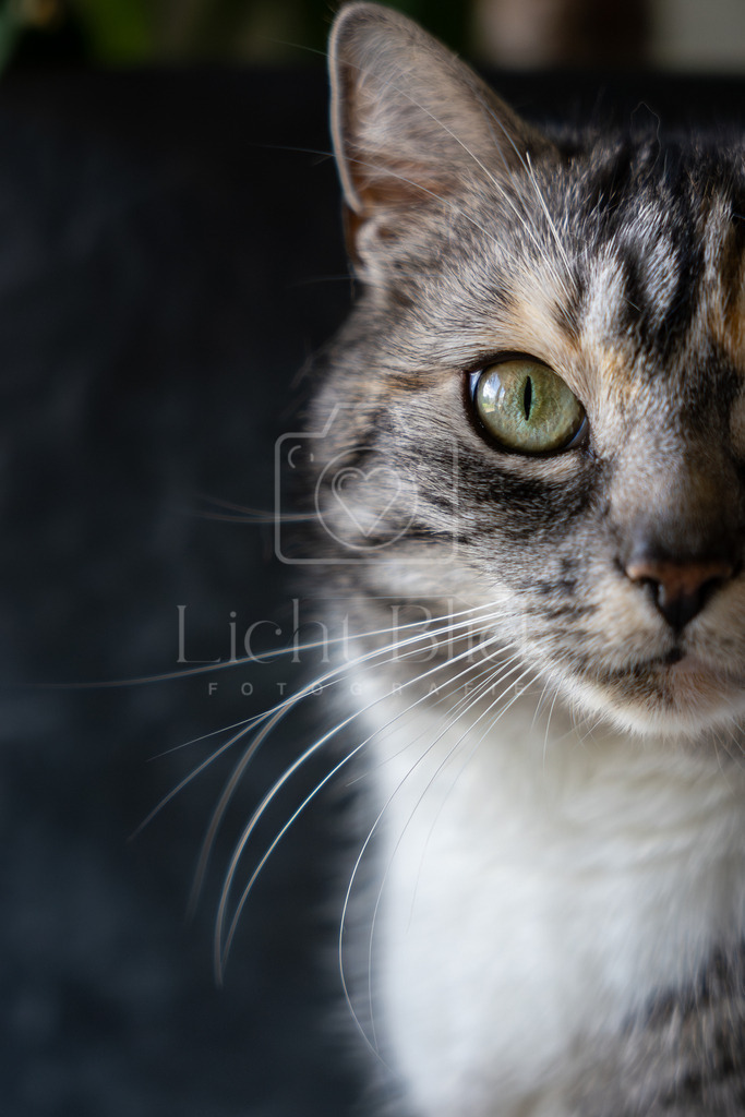 unbenannt-134-4-Verbessert-RR | <licht-blick-fotografie><shooting><portraitshooting><tiershooting><landschaftsbilder><shootingbuchen><buchen><fotografbremen> <fotograf niedersachsen><fotografin Bremen und niedersachsen><carshooting><automobilfotografie><auto> - Realisiert mit Pictrs.com