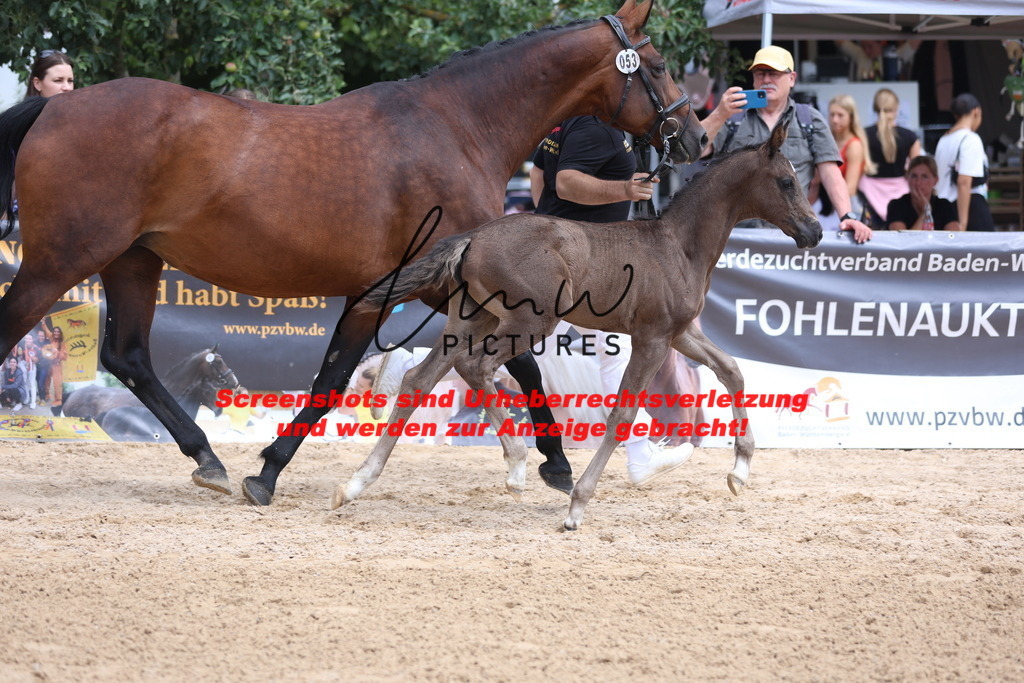 Fohlenschau_Schwäbisch_Hall_dressurbetonte_Fohlen_Goldring_KN 53_2 | lmwpictures - Realisiert mit Pictrs.com