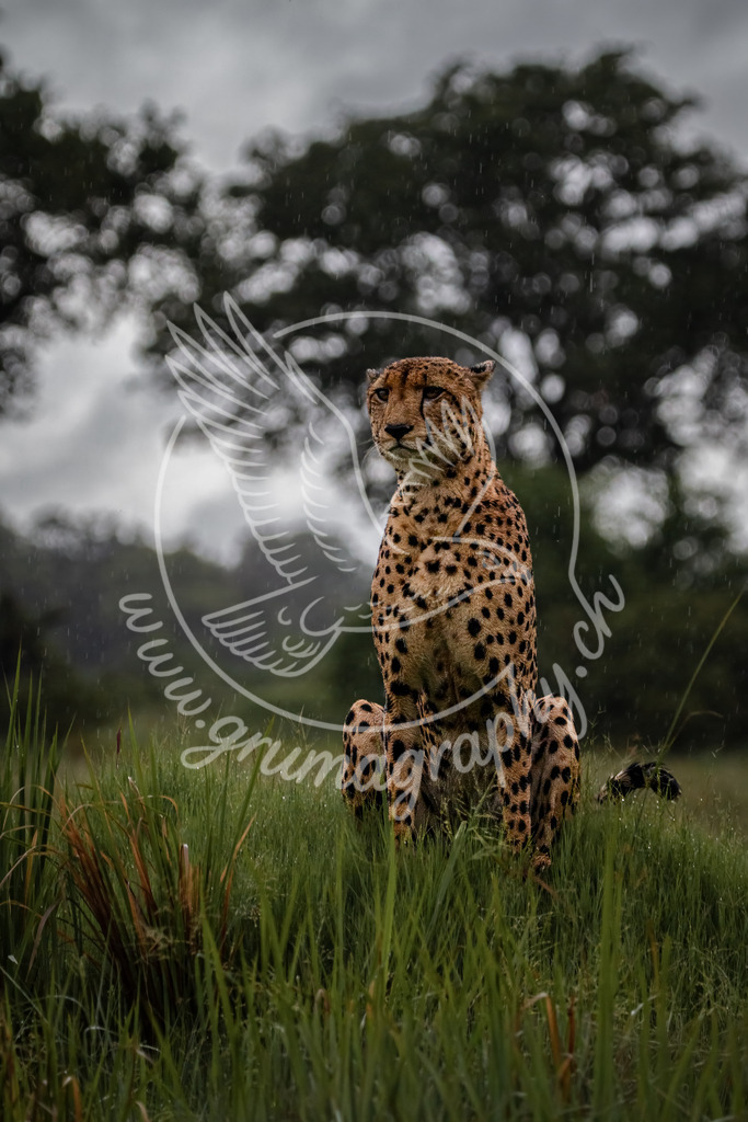 grace in the rain - cheetah_ botswana | Gepard Fine-Art Wildlife Fotografie aus Botswana – ruhige natürliche Tieraufnahme. Ein stiller Moment in der Savanne: Der Gepard erhebt den Blick, aufmerksam und doch absolut gelassen. Die feine Zeichnung seines Fells, die ruhige Körperhaltung und das natürliche Licht verleihen diesem Motiv eine eindringliche Präsenz.Fotografiert und bearbeitet im Grumagraphy Wildlife Look: reduziert, klar und frei von Inszenierung – ein echtes Begegnungsbild, entstanden ohne Köder, ohne Stress und im Respekt gegenüber dem Tier.Ein Fine-Art-Wildlife-Motiv, das Kraft, Anmut und Stille vereint – ideal für Wohnräume, Büros oder als ausdrucksstarker Akzent in jeder hochwertigen Umgebung.