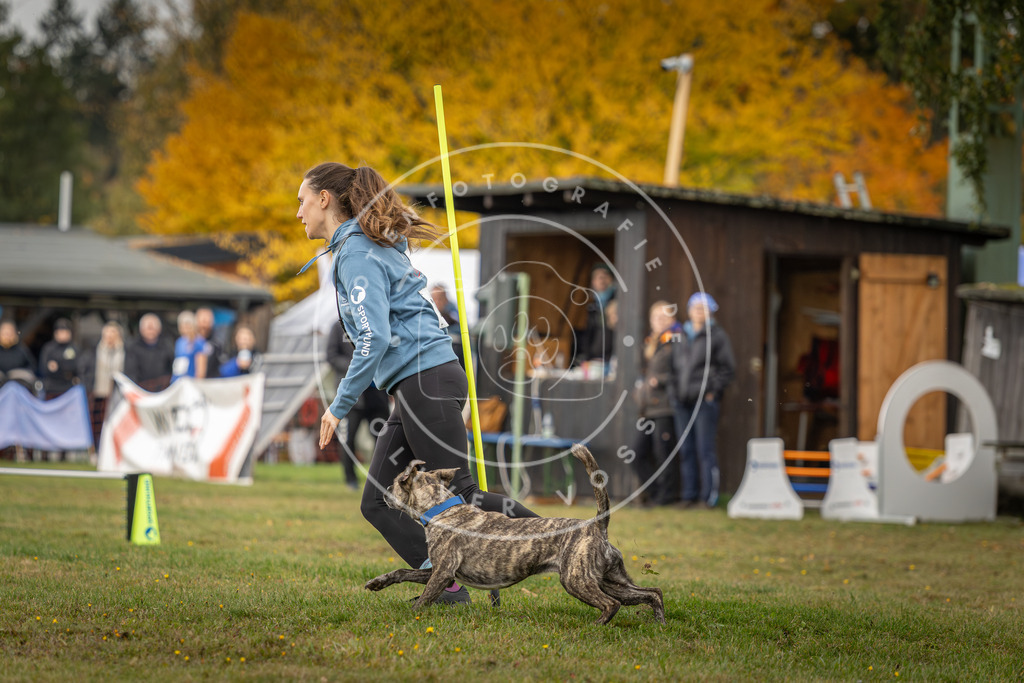 Pfotenfotografie_DV3A2927 | Hundefotografie, Tierfotograf, Pfotenfotografie, Fotoshooting Hund, Hunde Portrait, Hundesport, Hundeportraits, Heideshooting, Hunde, Sportfotograf, Hundefotograf, Turnierhundsport, THS,  - Realisiert mit Pictrs.com