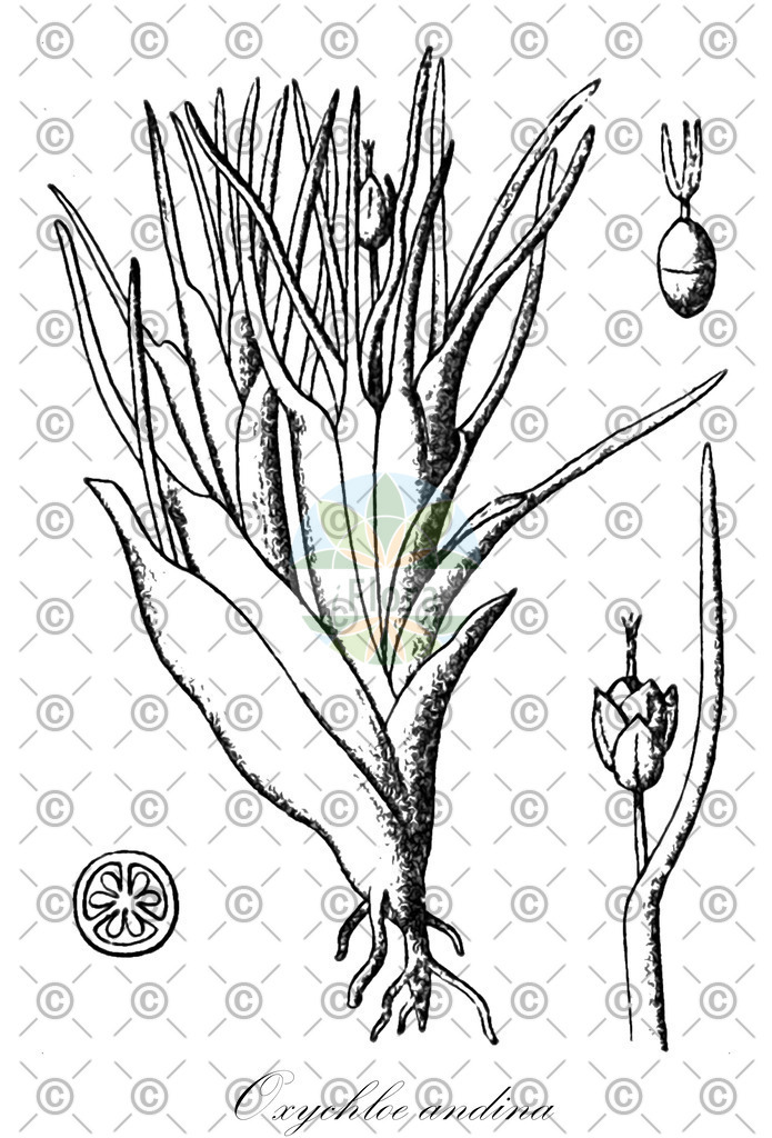 HistAbb_wfo-0000386986_1_ENZY_Simple | Historische Abbildung von Oxychloe andina - Juncaceae | Historical Illustration of Oxychloe andina - Juncaceae