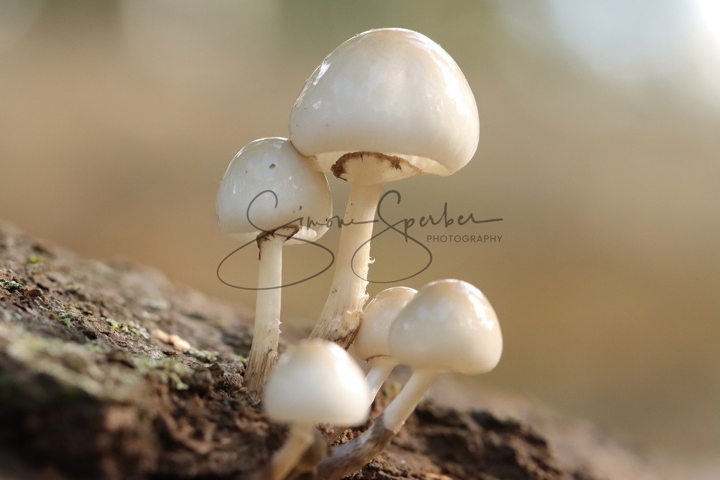 Schleimrübling | Simone Sperber, svb-photography,Fotografin,Bilddesignerin,Naturfotografie,Macrofotografie,Tierfotografie,Wildtierfotografie,Ausstellungen,Auftragsfotografie,Kunst,Art,Photographer,Shootings,Bildberatbeitung,Galerie,Shop