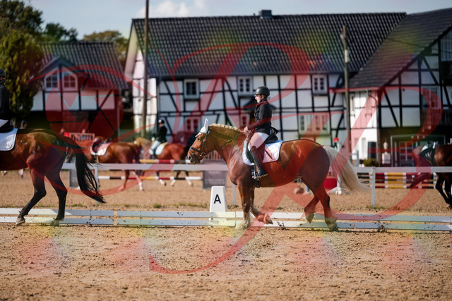 2026_10_03_Siefer-Hof_130340_Z63_65898789 | Professionelle Reitsport-, Turnier- und Eventfotografie von Robert Broda. Galerien mit ausgewählten und bearbeiteten Bildern direkt online ansehen und bestellen.