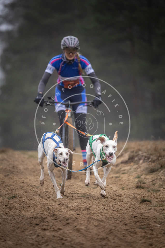 Pfotenfotografie_DV3A0902 | Hundefotografie, Tierfotograf, Pfotenfotografie, Fotoshooting Hund, Hunde Portrait, Hundesport, Hundeportraits, Heideshooting, Hunde, Sportfotograf, Hundefotograf, Turnierhundsport, THS,  - Realisiert mit Pictrs.com