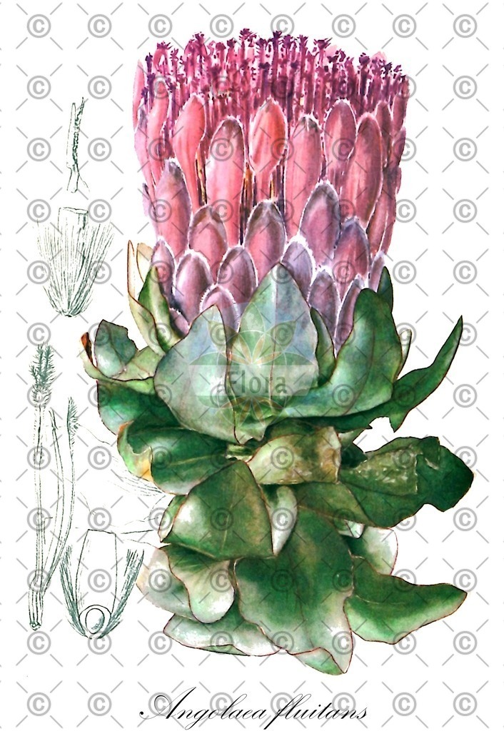 HistAbb_wfo-0000536542_223_ENZY_Simple | Historische Abbildung von Angolaea fluitans - Podostemaceae | Historical Illustration of Angolaea fluitans - Podostemaceae