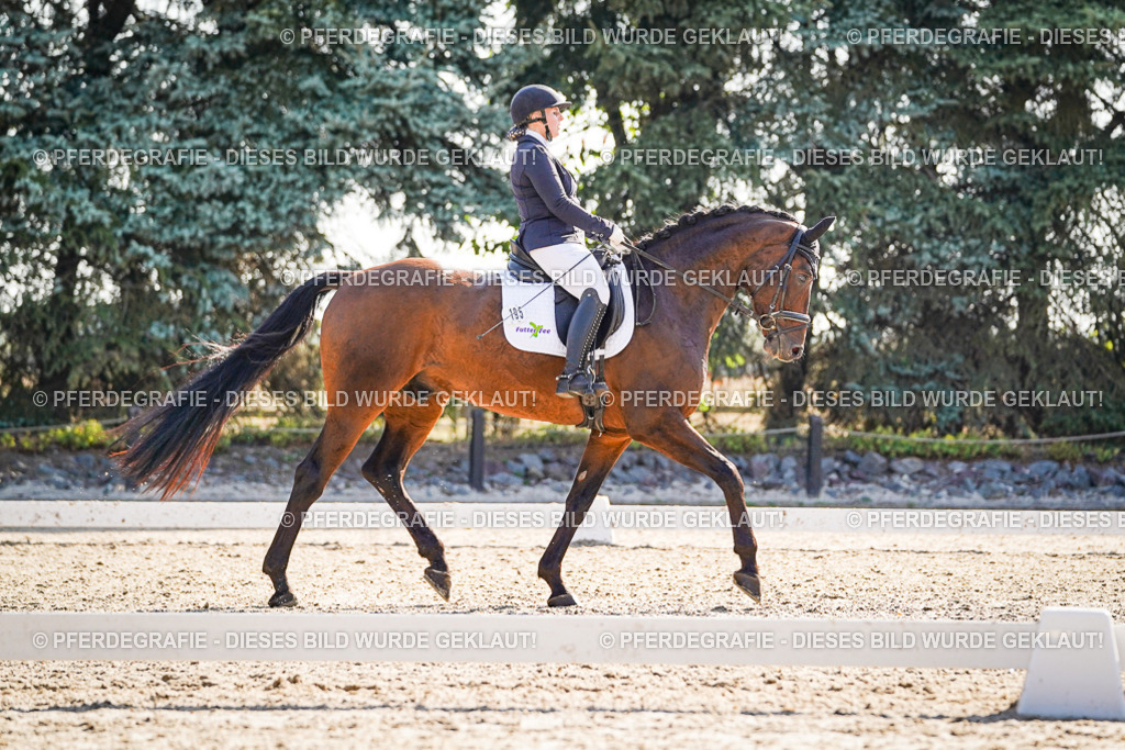 DSC09627 | Pferdegrafie