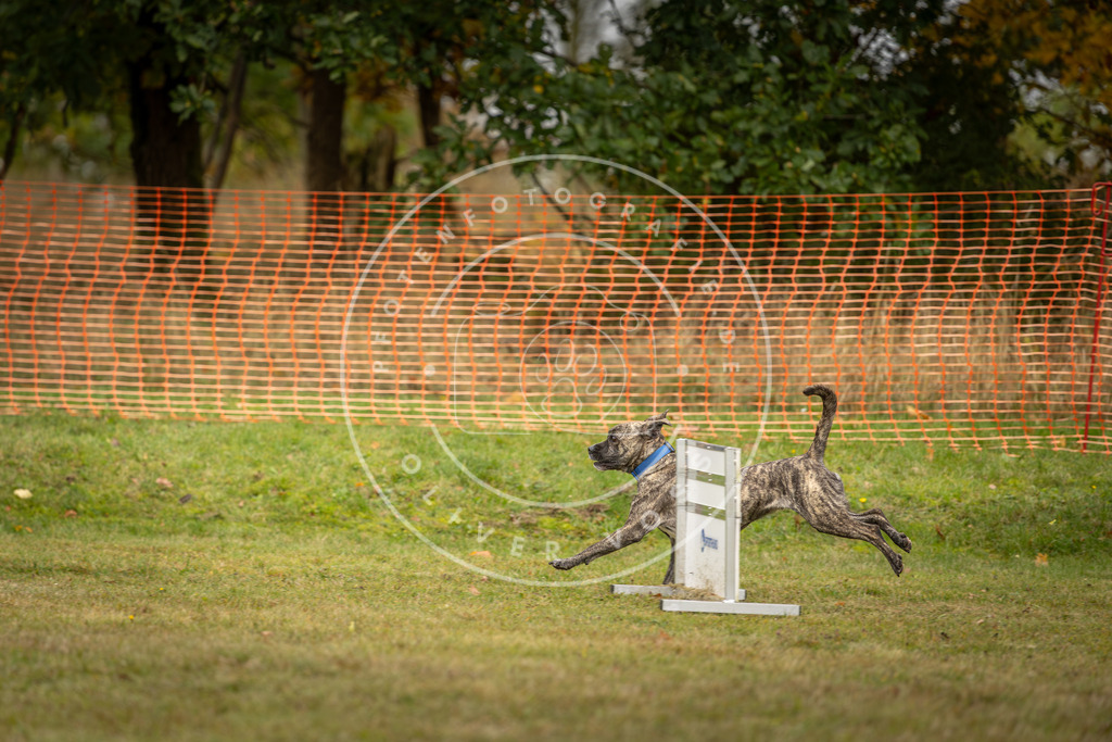 Pfotenfotografie_DV3A4363 | Hundefotografie, Tierfotograf, Pfotenfotografie, Fotoshooting Hund, Hunde Portrait, Hundesport, Hundeportraits, Heideshooting, Hunde, Sportfotograf, Hundefotograf, Turnierhundsport, THS,  - Realisiert mit Pictrs.com