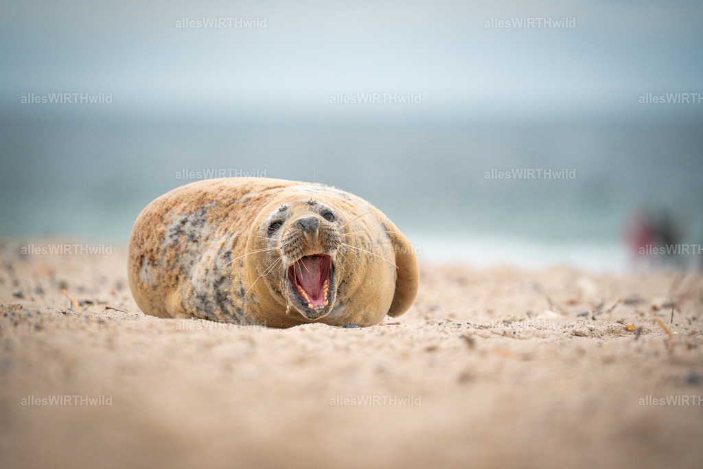 allesWIRTHwild.de - 7IV04806 | Entdecke die faszinierende Welt der Natur- und Wildlife-Fotografie von Daniel und Bärbel. Inspirierende Bilder von wilden Tieren und kleinen Naturwundern.