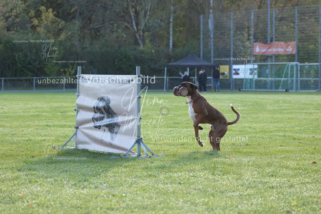 _16A6238 | Einzigartige Fotos von Hunden & Menschen –Actionfotos, Portraits, Vereinsaufnahmen & Paarshootings – authentisch, lebendig & mit Herz.