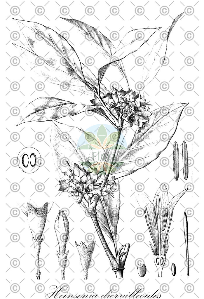 HistAbb_wfo-0000717110_1_ENZY_Simple | Historische Abbildung von Heinsenia diervilleoides - Rubiaceae | Historical Illustration of Heinsenia diervilleoides - Rubiaceae