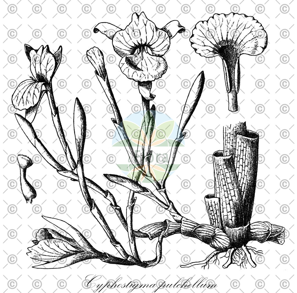 HistAbb_wfo-0000634788_1_ENZY_Simple | Historische Abbildung von Cyphostigma pulchellum - Zingiberaceae | Historical Illustration of Cyphostigma pulchellum - Zingiberaceae