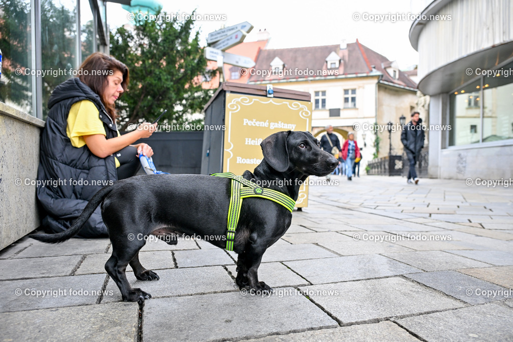 Slowakei_ Bratislavsky kraj_ Bratislava_ 08.10.2024-39 | 08.10.2024, Slowakei, SVK, Bratislavsky kraj, Bratislava, im Bild Bratislava, Stadtansichten, Gebauede, Sehenswurdigkeiten, Tourismus, Touristen, Cafe, Denkmal, Strasse, Donau, Bruecke, Schiff, Burg, Hrad, Ufo, Restaurant, Souvenier, Menschen, Bahnhof, Zug, Hauptstadt