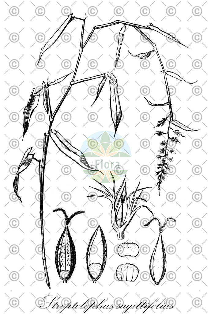 HistAbb_wfo-0001032644_1_ENZY_Simple | Historische Abbildung von Streptolophus sagittifolius - Poaceae | Historical Illustration of Streptolophus sagittifolius - Poaceae