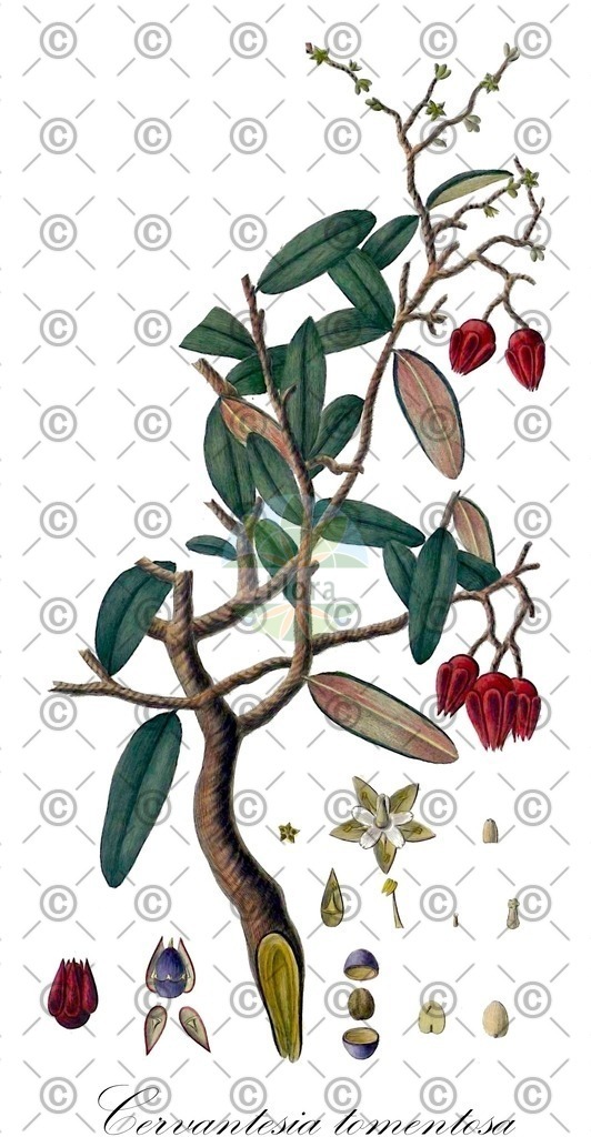 HistAbb_wfo-0000598623_1_ENZY_Simple | Historische Abbildung von Cervantesia tomentosa - Santalaceae | Historical Illustration of Cervantesia tomentosa - Santalaceae