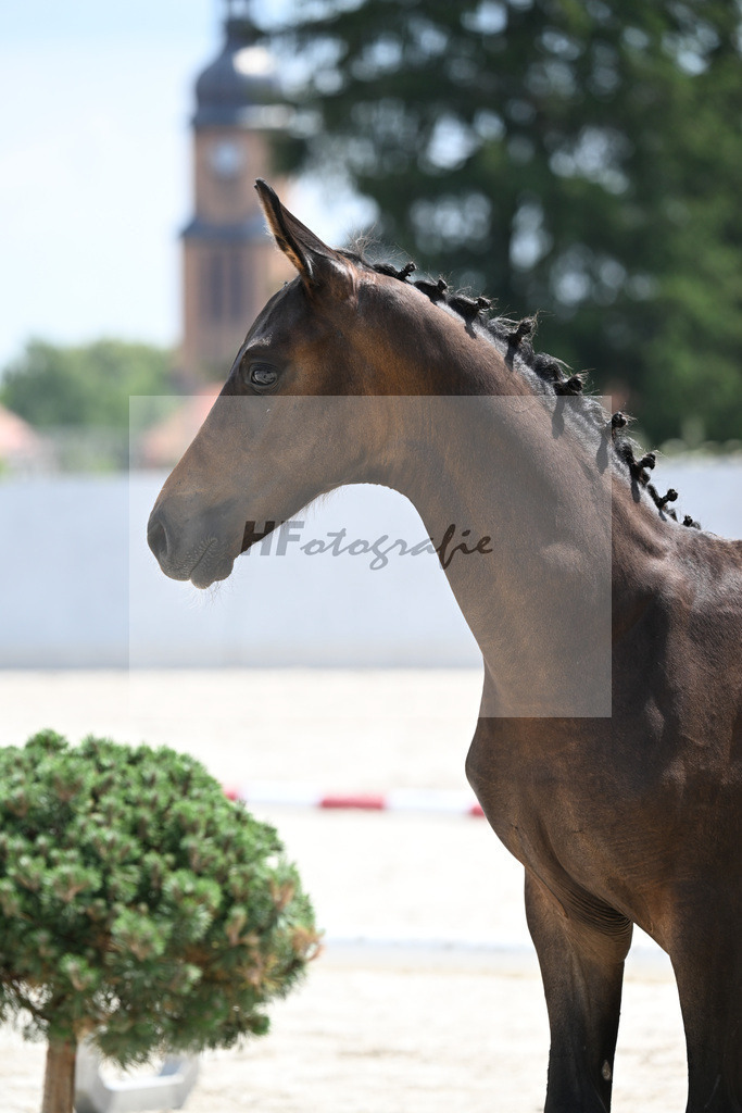 Kat-Nr. 2 Bon Courage x Fair Game_HF_Poldner_21250520 | hf-fotografie - Realizzato con Pictrs.com