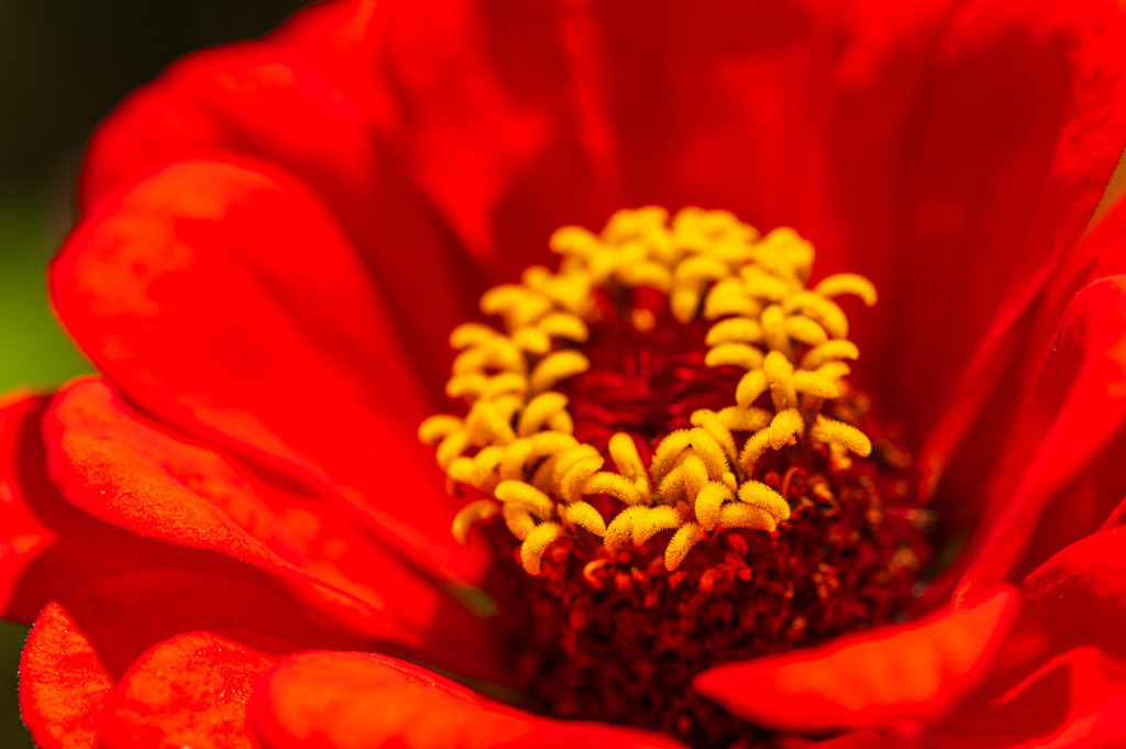 2023_08_13_HH-BOTANISCHER-GARTEN_MCP1507 | Hochwertig gedruckte Fotografien für die Wand, als Kalender und zum Verschenken. Hamburg & Norddeutschland und überall wo ich mit der Kamera unterwegs war.
