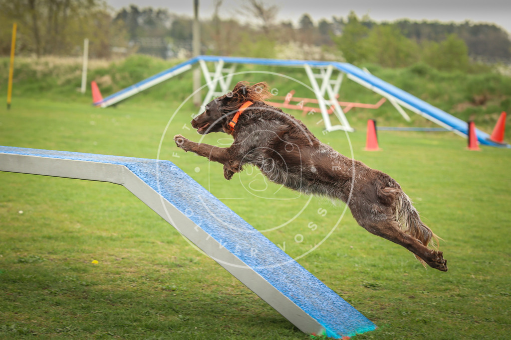 Pfotenfotografie_0L8A0928 | Hundefotografie, Tierfotograf, Pfotenfotografie, Fotoshooting Hund, Hunde Portrait, Hundesport, Hundeportraits, Heideshooting, Hunde, Sportfotograf, Hundefotograf, Turnierhundsport, THS,  - Realisiert mit Pictrs.com
