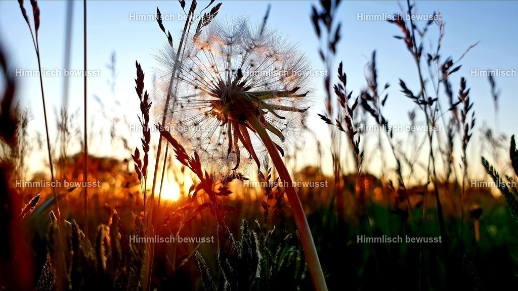 20200507_144519 | Energiebilder der neuen Zeit aus der  Natur,  Tauchen Sie ein in neue Dimensionen, Viola Bous, Dieburg, - Licht_Art-Coaching,  - Realisiert mit Pictrs.com