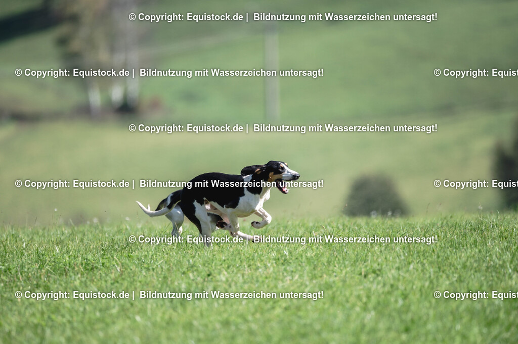 20251011_Jagd-Marbach_0388 | Foto: Thomas Hartig