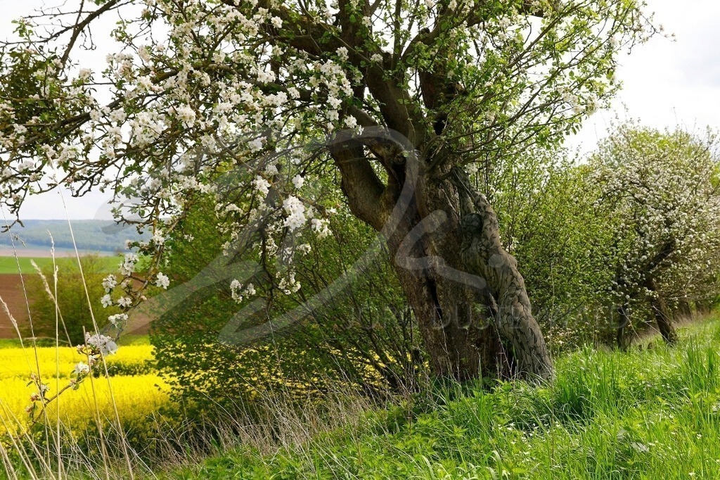 NatureArt-RAPSAPFELBLÜTE_0286d | Apfelbaumstamm mit Figur | #005 | Modell: Darky | Foto: Tschiponnique Skupin - Realisiert mit Pictrs.com