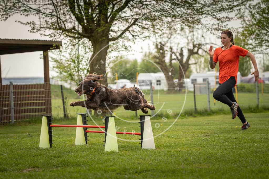 Pfotenfotografie_DV3A6858 | Hundefotografie, Tierfotograf, Pfotenfotografie, Fotoshooting Hund, Hunde Portrait, Hundesport, Hundeportraits, Heideshooting, Hunde, Sportfotograf, Hundefotograf, Turnierhundsport, THS,  - Realisiert mit Pictrs.com