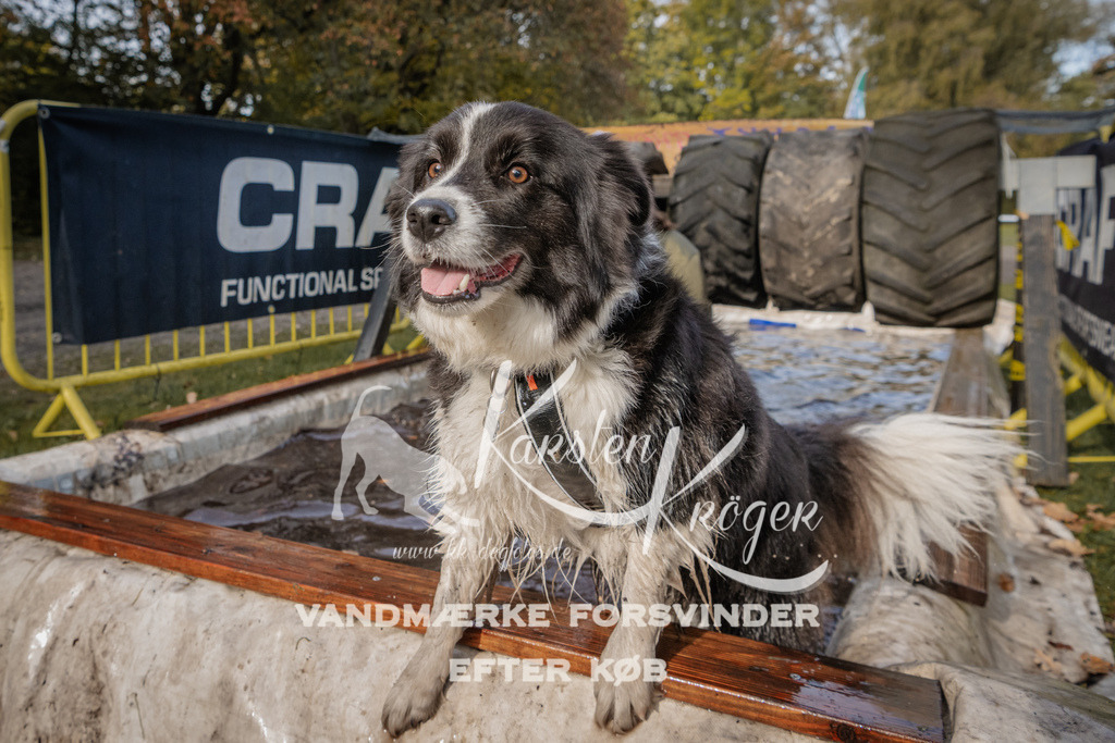 1422_ZZ94416 | kk-dogfotos