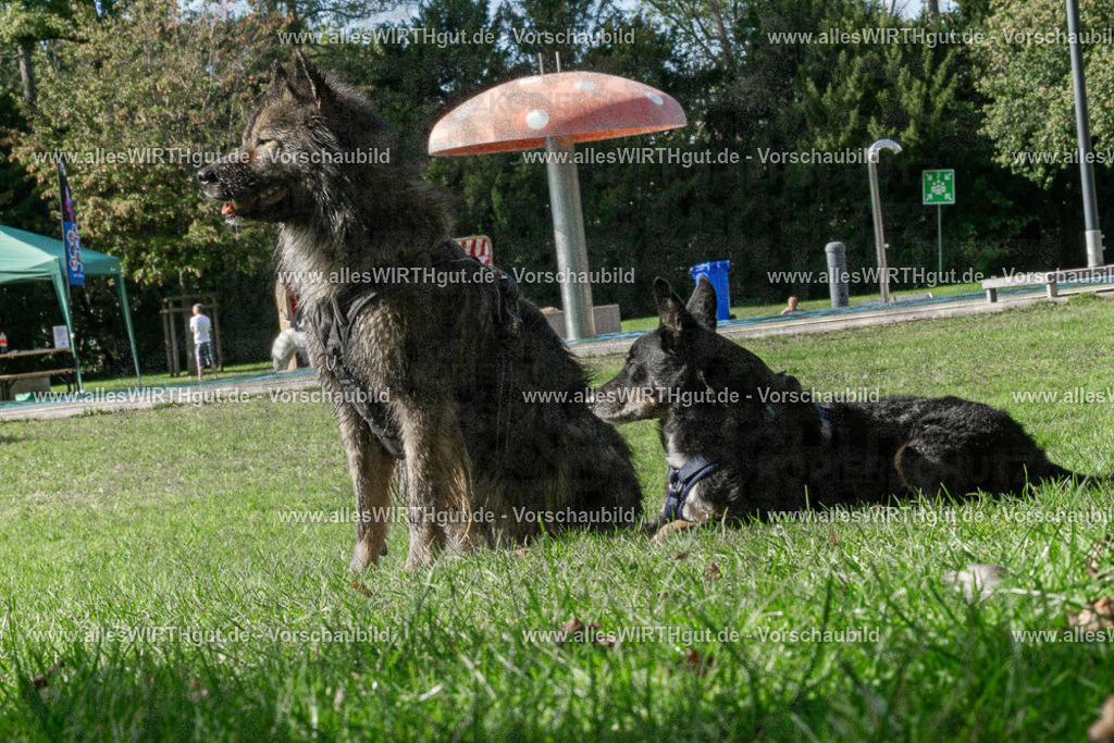 Hundeschwimmen_Volksbad_2026-allesWIRTHgut_Tierfotografie-2609061507-DSC00047 | Professionelle Tierfotografie in Mönchengladbach von Daniel Wirth (allesWIRTHgut). Liebevolle & natürliche Bilder von Hunden & Katzen für unvergessliche Erinnerungen.
