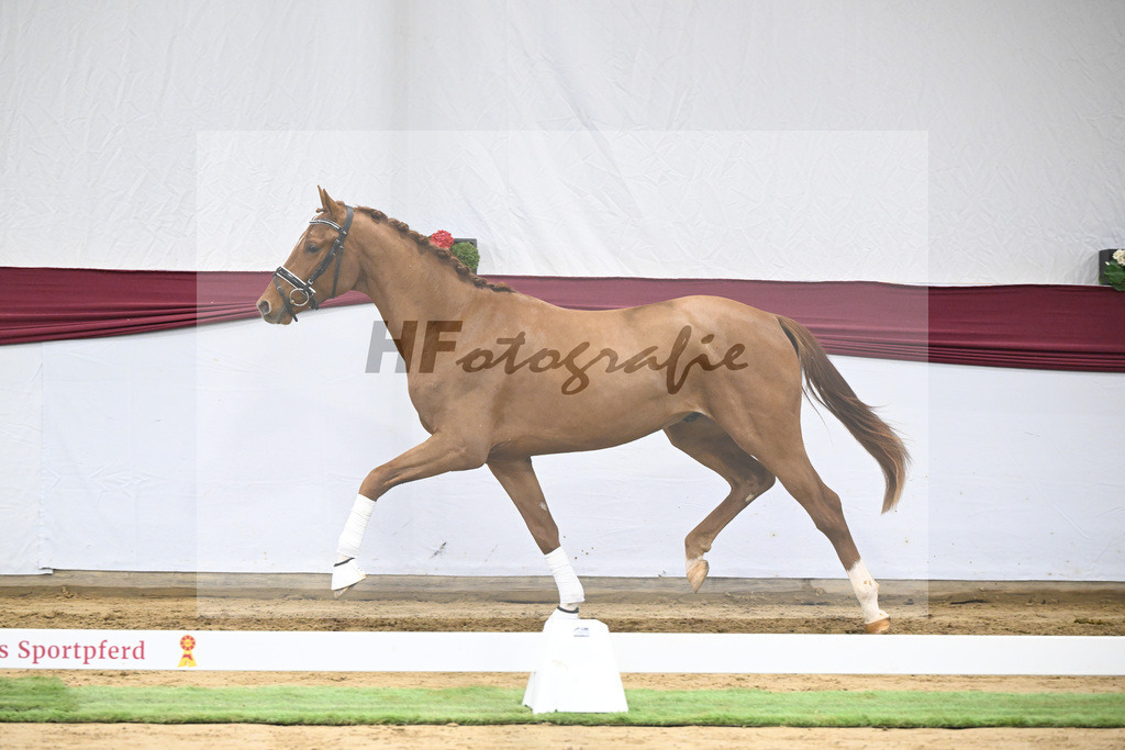 Kat-Nr. 19 My Blue Hors Santiano x Franklin_Denise Meier_47250543 | hf-fotografie - Realizzato con Pictrs.com