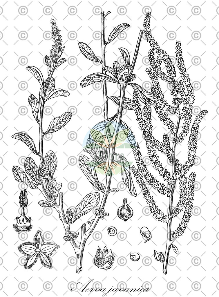 HistAbb_wfo-0000521761_1_ENZY_Simple | Historische Abbildung von Aerva javanica - Amaranthaceae | Historical Illustration of Aerva javanica - Amaranthaceae