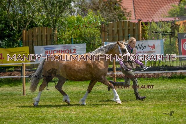IG WELSH VM 2024-614 | mandyhollmannphotographie