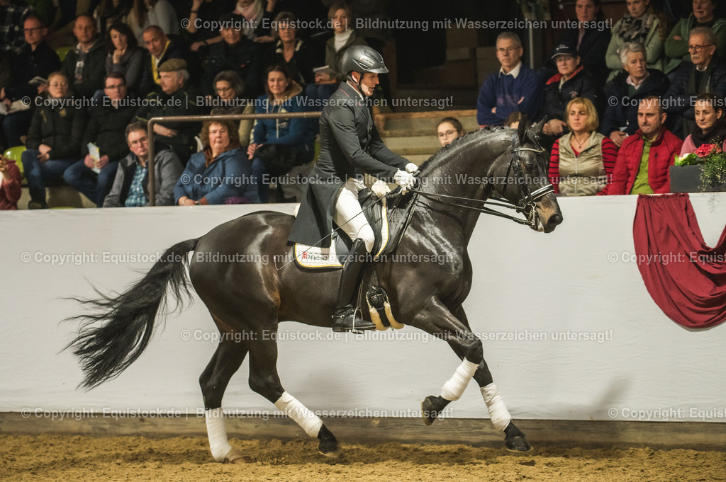 20240302_Hengstvorstellung_Marbach_TOMsPiC_1454 | equistock