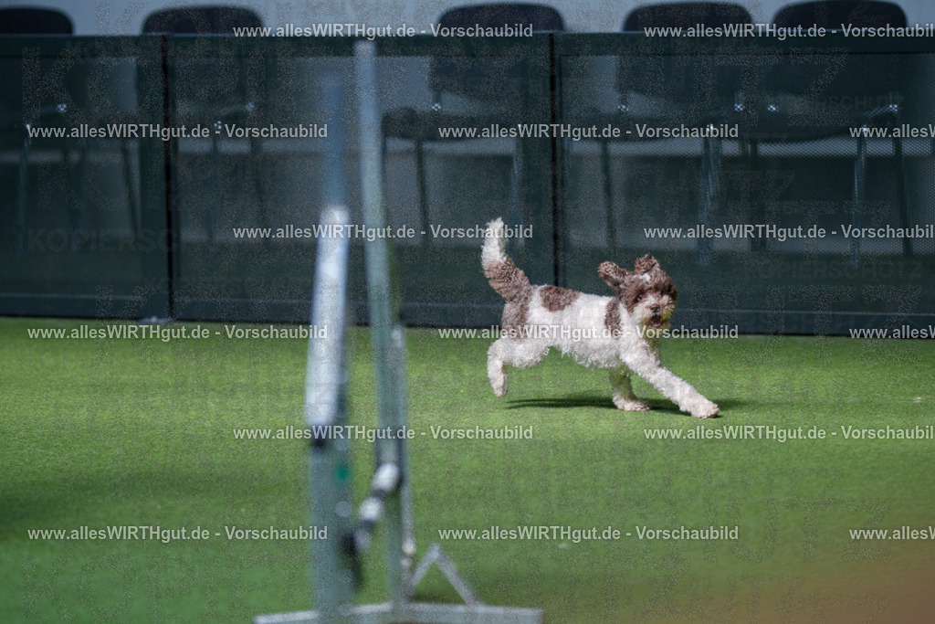@allesWIRTHgut_Tierfotografie - www.allesWIRTHgut.de - 2604261451-7R503877 | Professionelle Tierfotografie in Mönchengladbach von Daniel Wirth (allesWIRTHgut). Liebevolle & natürliche Bilder von Hunden & Katzen für unvergessliche Erinnerungen.