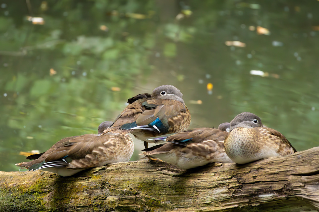 Die Mandarinente | Die Mandarinente ist eine Art aus der Familie der Entenvögel, die ursprünglich in Ostasien beheimatet ist. Ihr natürliches Verbreitungsgebiet erstreckt sich über Teile Nordostchinas, das Amurgebiet und Japan.
In Europa ist die Mandarinente keine einheimische Art. Sie wurde bereits im 18. Jahrhundert als Ziervogel eingeführt und primär in Parkanlagen gehalten. Die heute in vielen europäischen Ländern, darunter Großbritannien, Deutschland und den Niederlanden, freilebenden Populationen gehen auf entflogene Vögel aus Gefangenschaftshaltung zurück. Diese als Neozoen bezeichneten Populationen haben sich erfolgreich etabliert und sind aufgrund ihrer Kälteunempfindlichkeit und Ortstreue vielerorts ganzjährig zu beobachten. - Realisiert mit Pictrs.com
