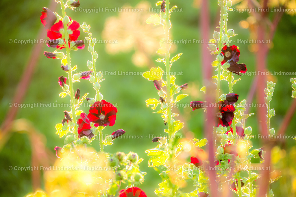 IMG_7866 | ! - Realisiert mit Pictrs.com