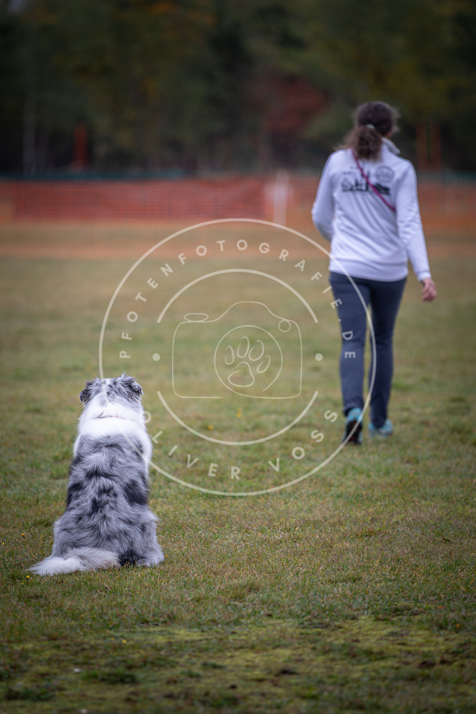 Pfotenfotografie_DV3A9403 | Hundefotografie, Tierfotograf, Pfotenfotografie, Fotoshooting Hund, Hunde Portrait, Hundesport, Hundeportraits, Heideshooting, Hunde, Sportfotograf, Hundefotograf, Turnierhundsport, THS,  - Realisiert mit Pictrs.com