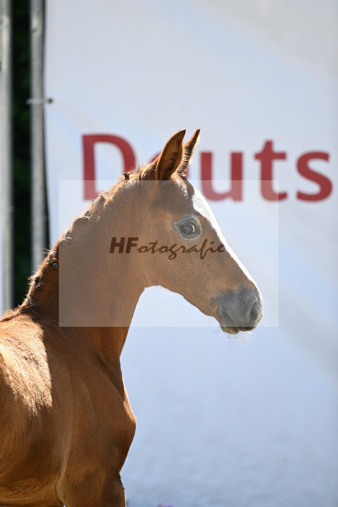 Kat-Nr. 15 HF Caruso Z_Diez_12230390 | hf-fotografie - Realizzato con Pictrs.com