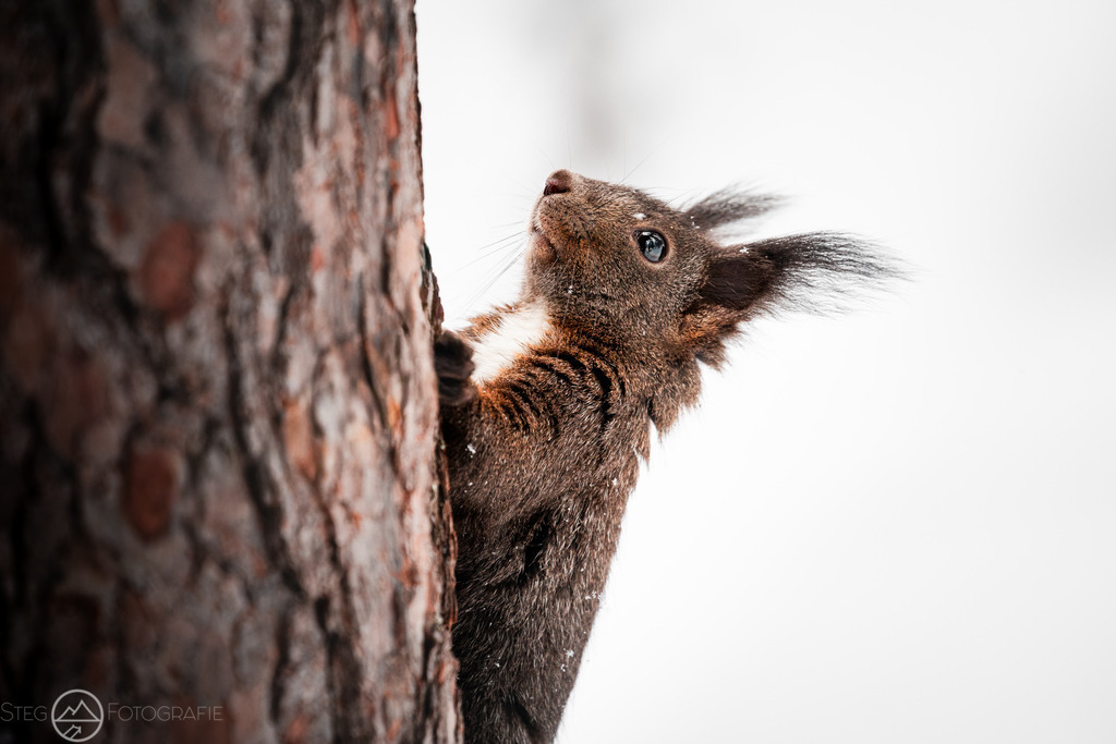 Eichhörnchen | Sie fasziniert die Schweizer Natur und Bergwelt genau so wie mich? Auf www.steg-fotografie.ch findest du sicher ein passendes Bild von Landschaften, Tieren oder dem Nachthimmel für deine Wohnung. Jetzt als Wandbild, Abzug, Karte oder Download bestellen. - Realized with Pictrs.com