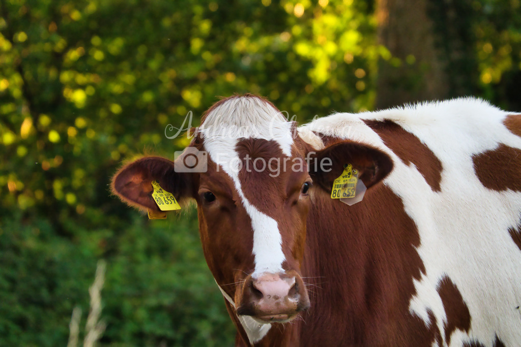 DSC00865 | Der Onlineshop für malerische Fotografien aus dem Landkreis Vechta✅ Premium Druck auf Leinwand✅ Acryl✅ oder Alu-Dibond✅➤Jetzt Bestellen! - Realisiert mit Pictrs.com