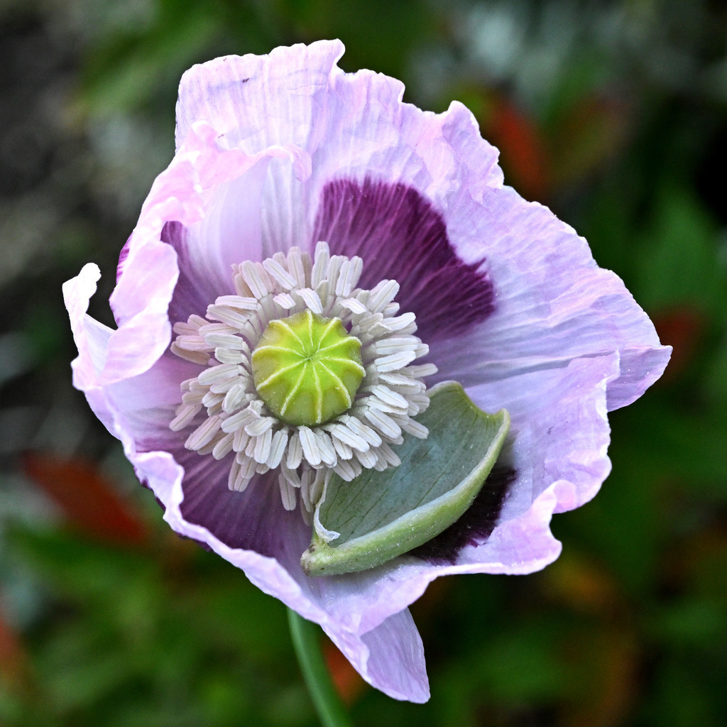 Schlafmohn03q | lucisnaturbilder - Realisiert mit Pictrs.com