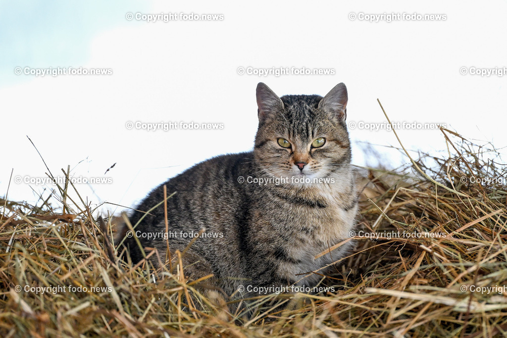 Slowakei_ Durcina_ Ranch Simba_ 06.01.2026-23 | 06.01.2026, Rajec, SVK, Themenbild, Katze, getigerte Katze, Hauskatze, Heu, Stroh, Bauernhof, Scheune, Tierportraet, gemuetlich, laendlich, Natur, Haustier, Fell, Schnurrhaare, blicken, sitzen, Winter