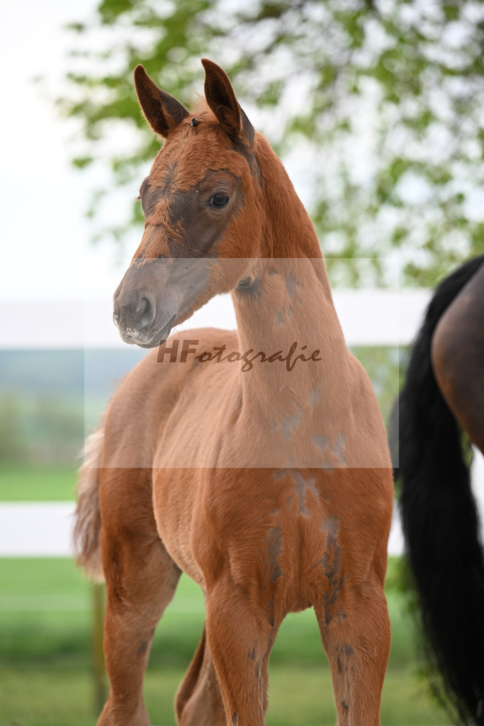 Kat-Nr. 4 SF Va Bene x Dancier_Juerges_23260101 | hf-fotografie - Realisiert mit Pictrs.com