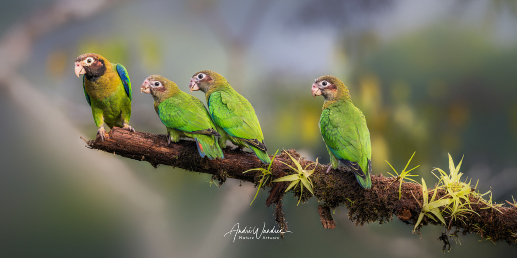 Vier grüne Gesellen | Andre Wandrei - Nature Artworx - Realisiert mit Pictrs.com