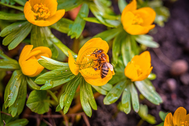 Honigbiene auf einem Winterling | Honigbiene (Apis mellifera Linnaeus) auf der Blüte von einem Winterling (Eranthis hyemalis), Jena, Thüringen, Deutschland - Realisiert mit Pictrs.com