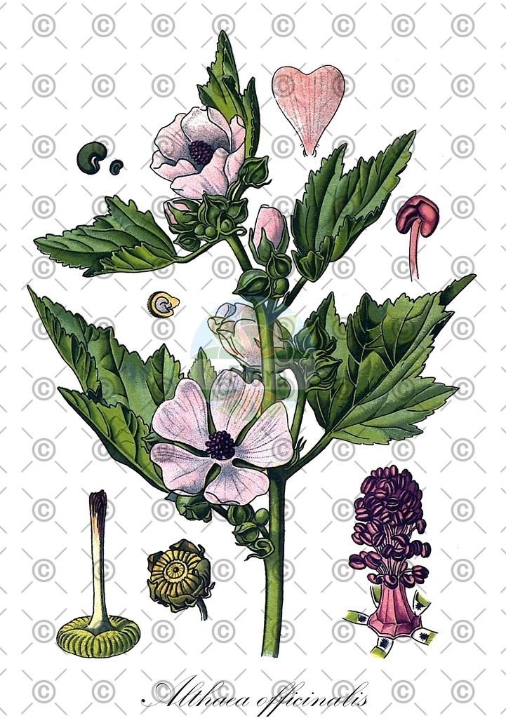 HistAbb_wfo-0000529011_1_ENZY_Simple | Historische Abbildung von Althaea officinalis - Malvaceae (Echter Eibisch;Eibisch;Heilwurz;Sammt-Pappel) | Historical Illustration of Althaea officinalis - Malvaceae (marsh-mallow;marshmallow;guimauve officinale)