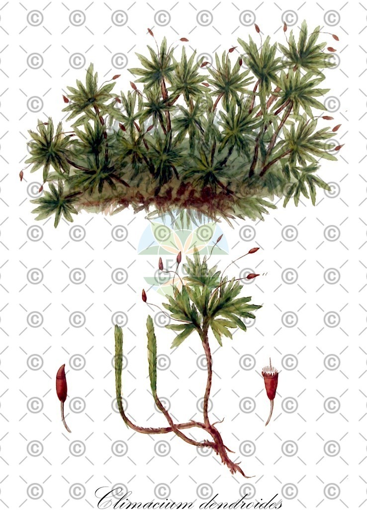 HistAbb_wfo-0001180724_3_ENZY_Simple | Historische Abbildung von Climacium dendroides - Climaciaceae | Historical Illustration of Climacium dendroides - Climaciaceae