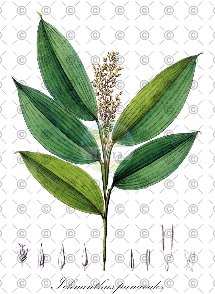 HistAbb_wfo-0000079174_1_ENZY_Simple | Historische Abbildung von Ichnanthus panicoides - Poaceae | Historical Illustration of Ichnanthus panicoides - Poaceae