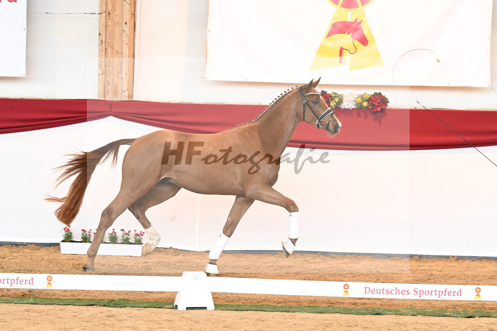 Kat-Nr. 53 Va Bene x Locksley III_Albert_43230942 | hf-fotografie - Realisiert mit Pictrs.com