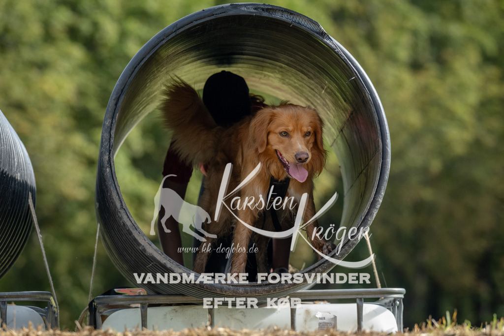 1040_ZZ92802 | kk-dogfotos